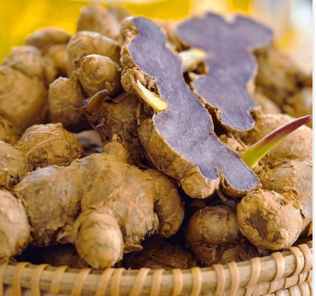 Black Ginger Manufacturer in Aligarh