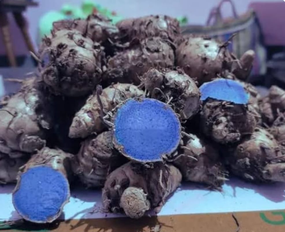 Black Turmeric Manufacturer in Aligarh